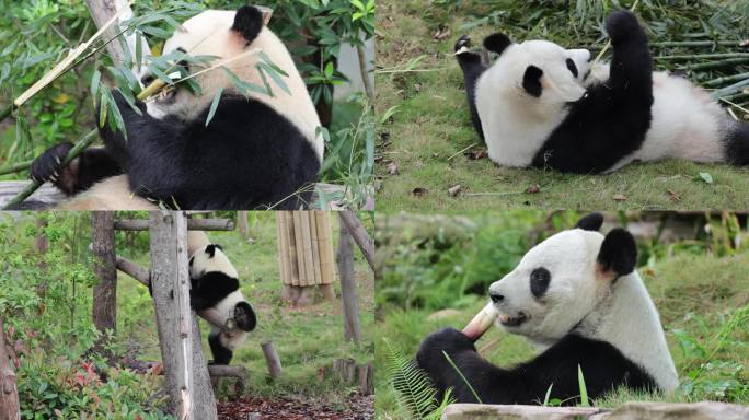 四川成都大熊猫繁育基地的熊猫玩耍进食