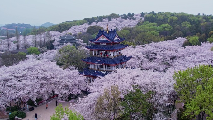 无锡鼋头渚春天樱花季航拍自然风光