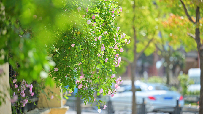 8k南通探险王国花墙路蔷薇花