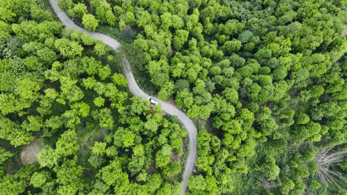 森林乡间道路山路汽车行驶