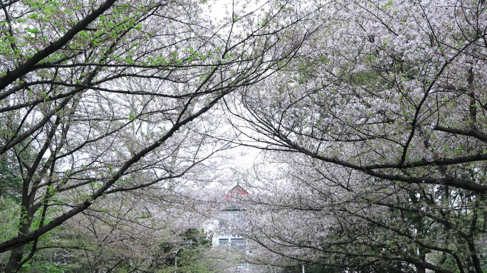 春天大学校园樱花南京林业大学樱花盛开赏樱