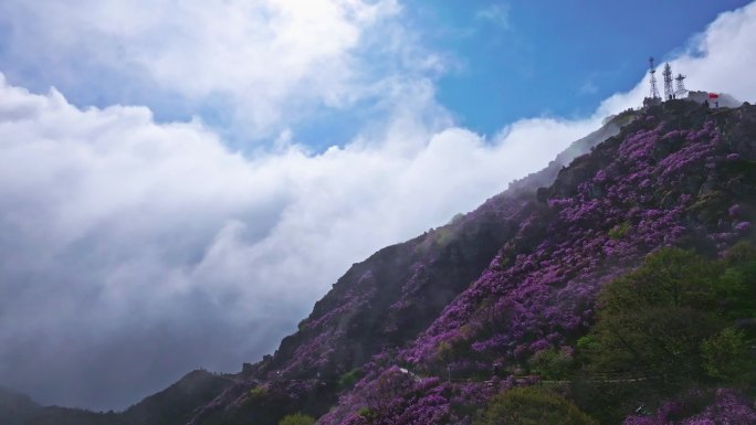 杜鹃花 映山红 平流雾 云海