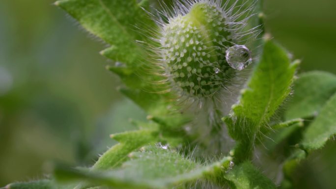 野花的花苞上有一颗露珠