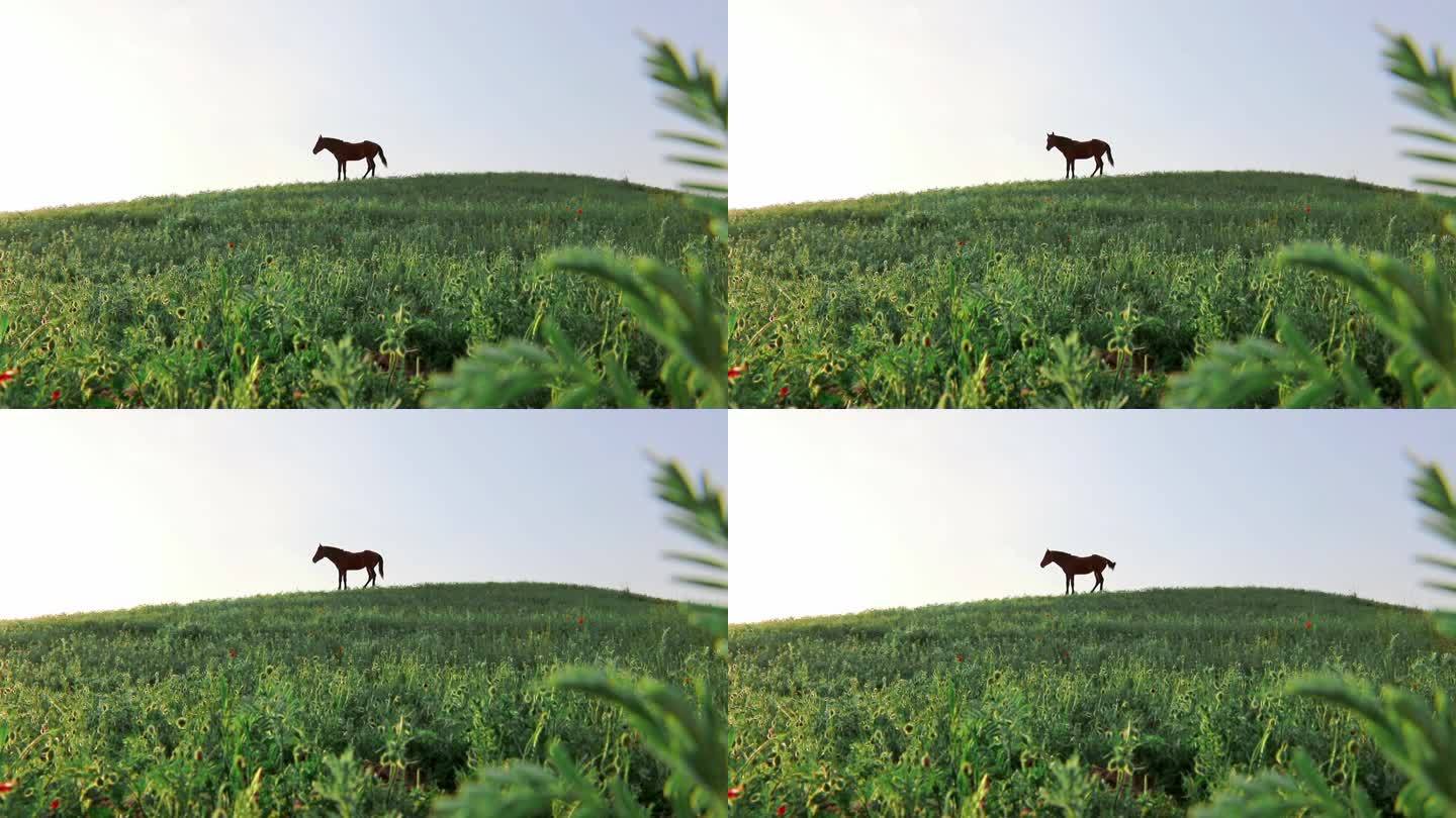 山坡上的一匹马旅拍视频空镜头