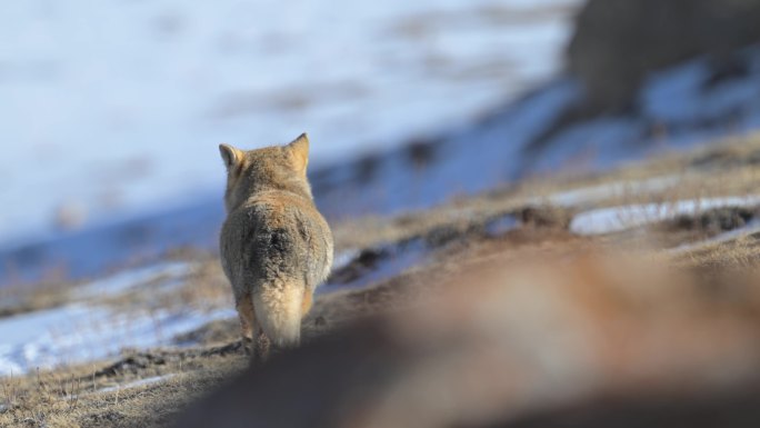 藏狐迈着小碎步在雪地高原行走
