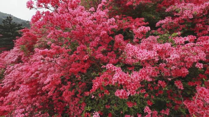 春游踏青杜鹃花映山红 自然花朵航拍