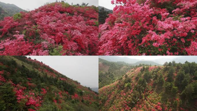 春游踏青杜鹃花映山红 自然花朵航拍