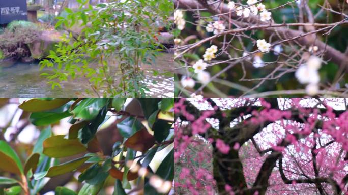 植物园公园梅花花朵开花春天风景视频素材9