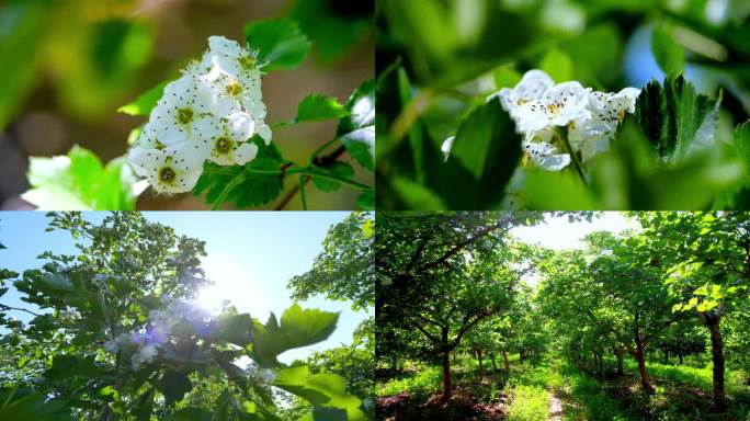 【4K】山楂树 山楂花 山楂开花