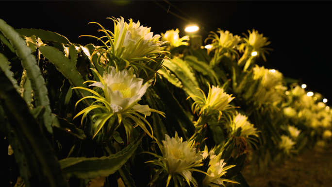 火龙果夜晚开花基地照明