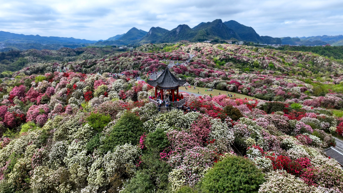 百里杜鹃天然花园