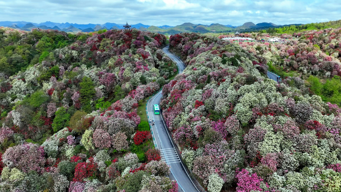 百里杜鹃天然花园