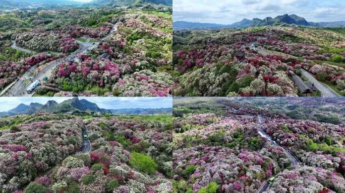 百里杜鹃天然花园