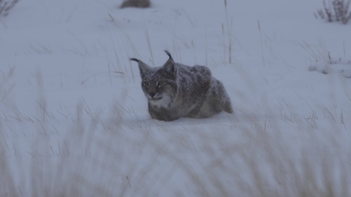 猞猁雪中追野兔