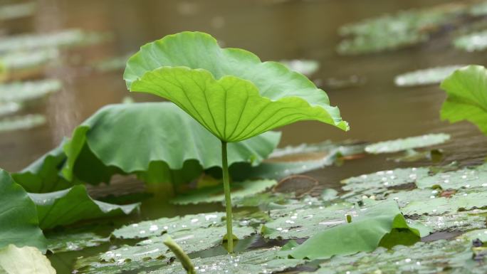 雨滴落在的荷塘里