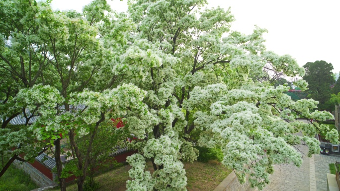 8K灵岩寺流苏花