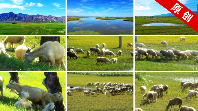 内蒙古阴山草原牧场 羊群 羊吃草 畜牧
