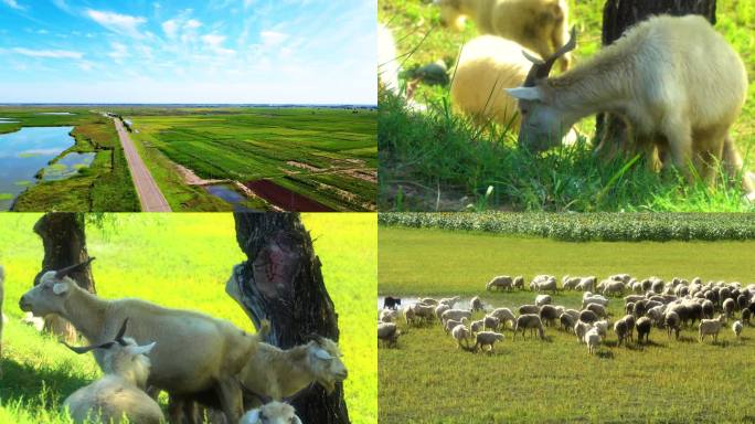 内蒙古阴山草原牧场 羊群 羊吃草 畜牧