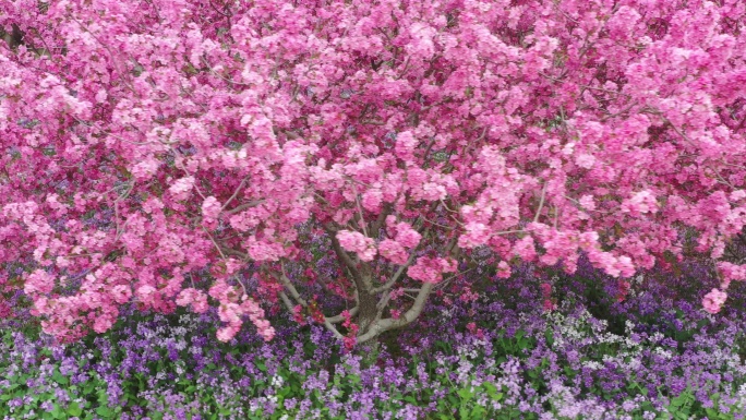 潍坊花海