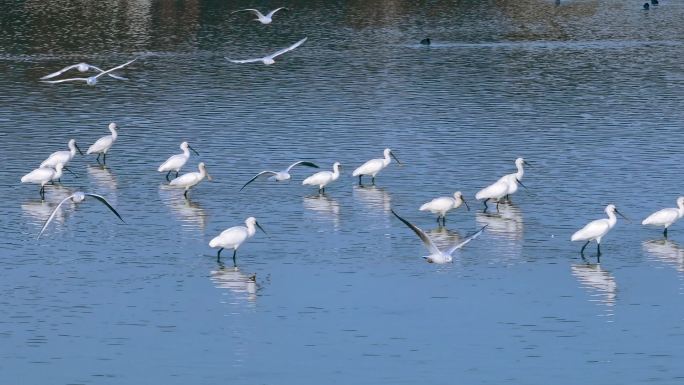 江南浙江候湖泊蓝色生态动物白琵鹭湿地