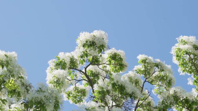 初夏小清新阳光白色流苏花映衬蓝色天空