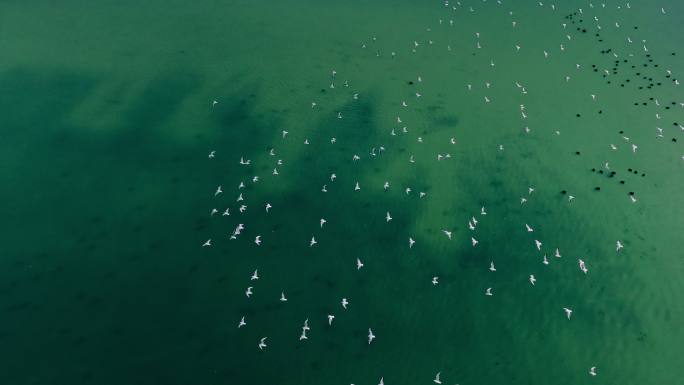 江南浙江候鸟湖泊绿色新农村动物鸟湿地