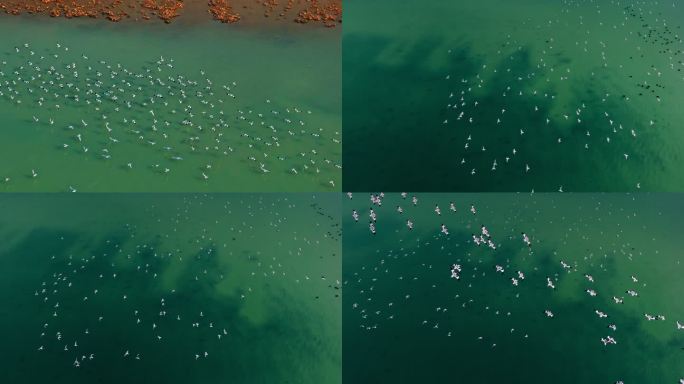 江南浙江候鸟湖泊绿色新农村动物鸟湿地