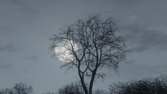 恐怖森林月亮升起空镜