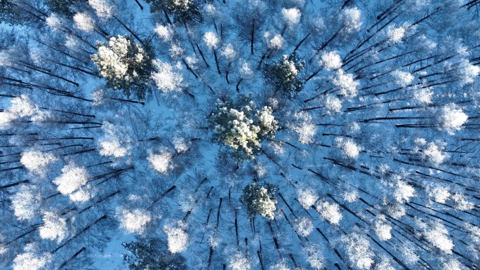 旋转俯拍树林雾凇雪景