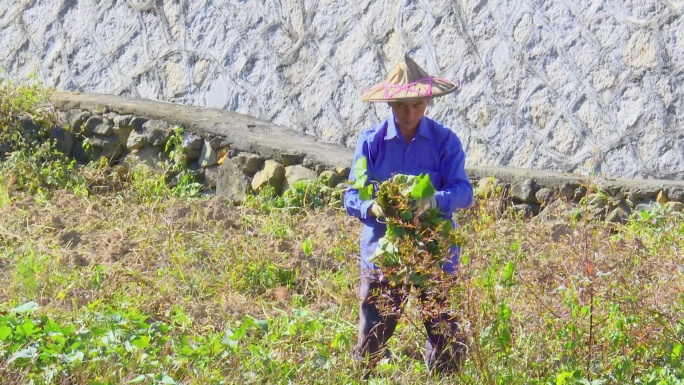 农民在田地里除草施肥浇水