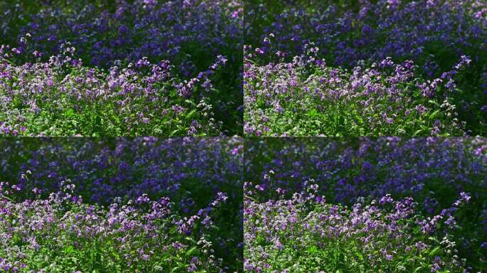 春天盛开的紫色二月兰花朵花丛花海