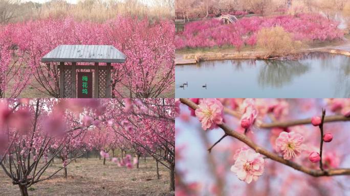 扬州风光七河八岛梅花坞