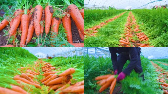 胡萝卜地【推荐下载】