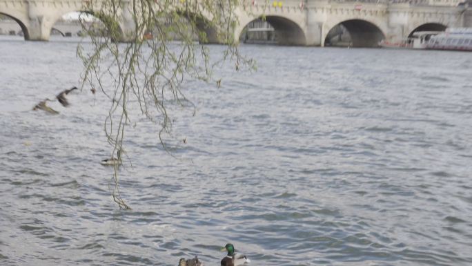 Log原视频 | 法国巴黎街景人流塞纳河