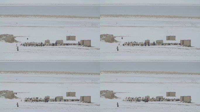 藏民雪天放牧羊群