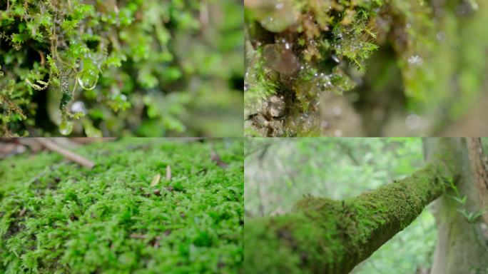 苔藓滴水、台阶青苔