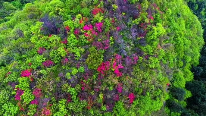 春游安徽大别山映山红杜鹃花山花浪漫