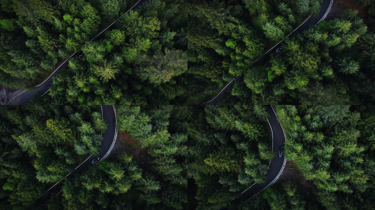 自驾游汽车穿行在原始森林
