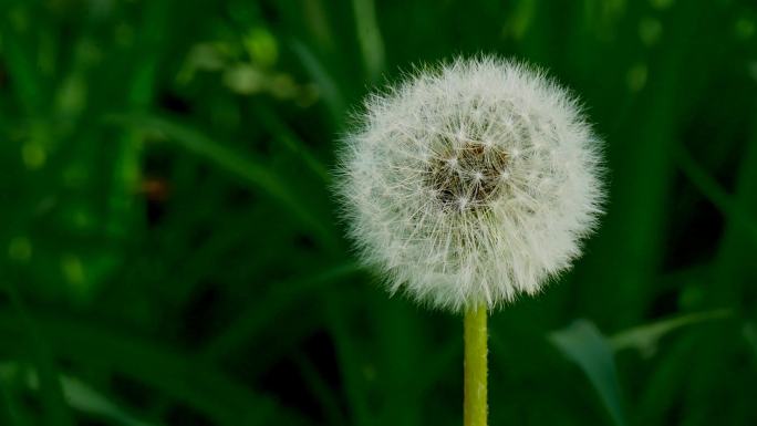 蒲公英 蒲公英花絮 蒲公英种子 种子