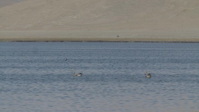 伫立的黑颈鹤斑头雁水中嬉戏西藏野生鸟类