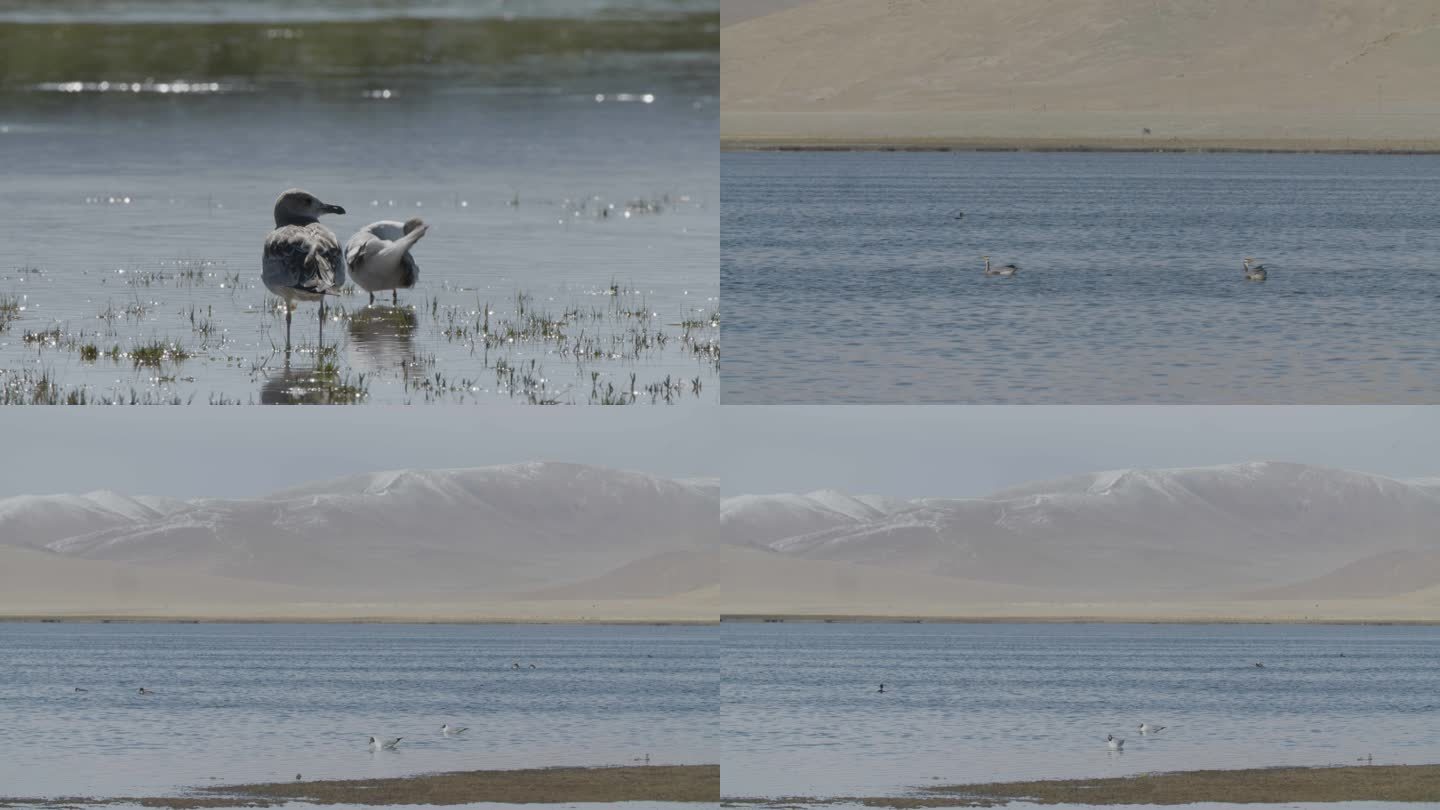 伫立的黑颈鹤斑头雁水中嬉戏西藏野生鸟类