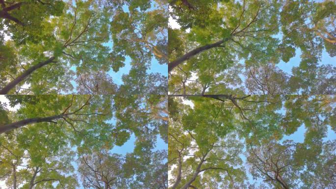 唯美仰望仰视仰拍树林树叶树木空镜头