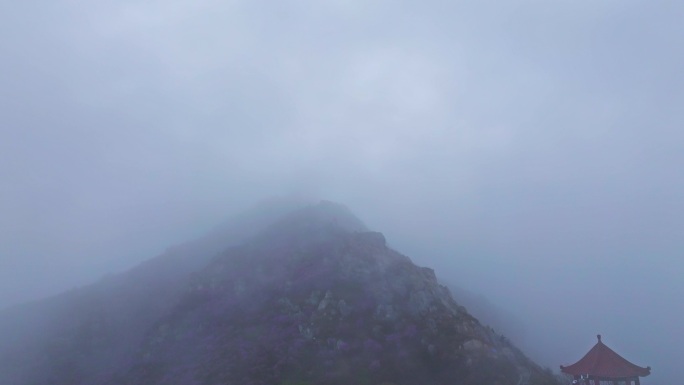 杜鹃花 映山红 平流雾 云海