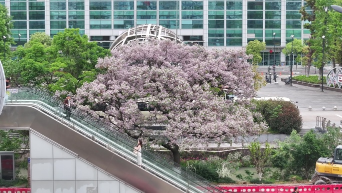 春天 苦楝 苦楝树 春天苦楝树开花