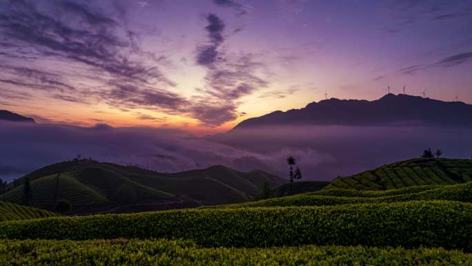 8K山峰茶山茶园朝霞云海夜转白自然风光