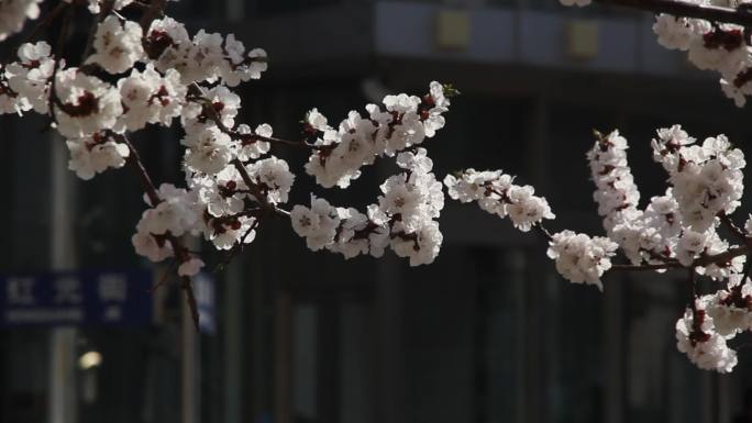 原创4k视频素材春意盎然鲜花盛开