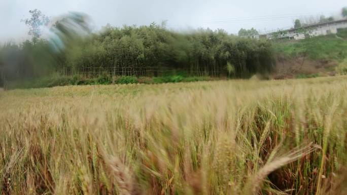 农忙季下雨麦子麦田减产