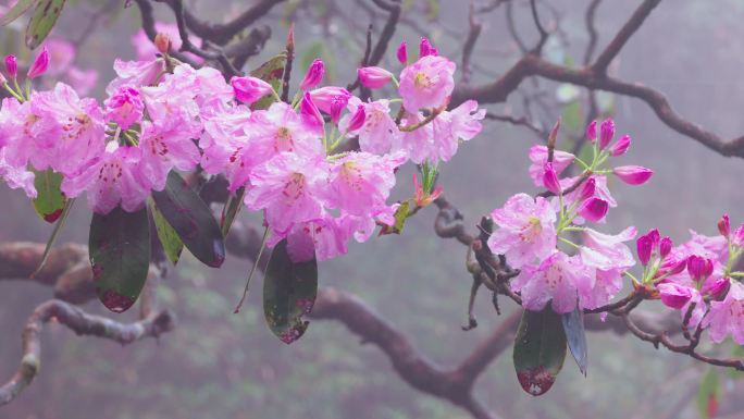 杜鹃花开