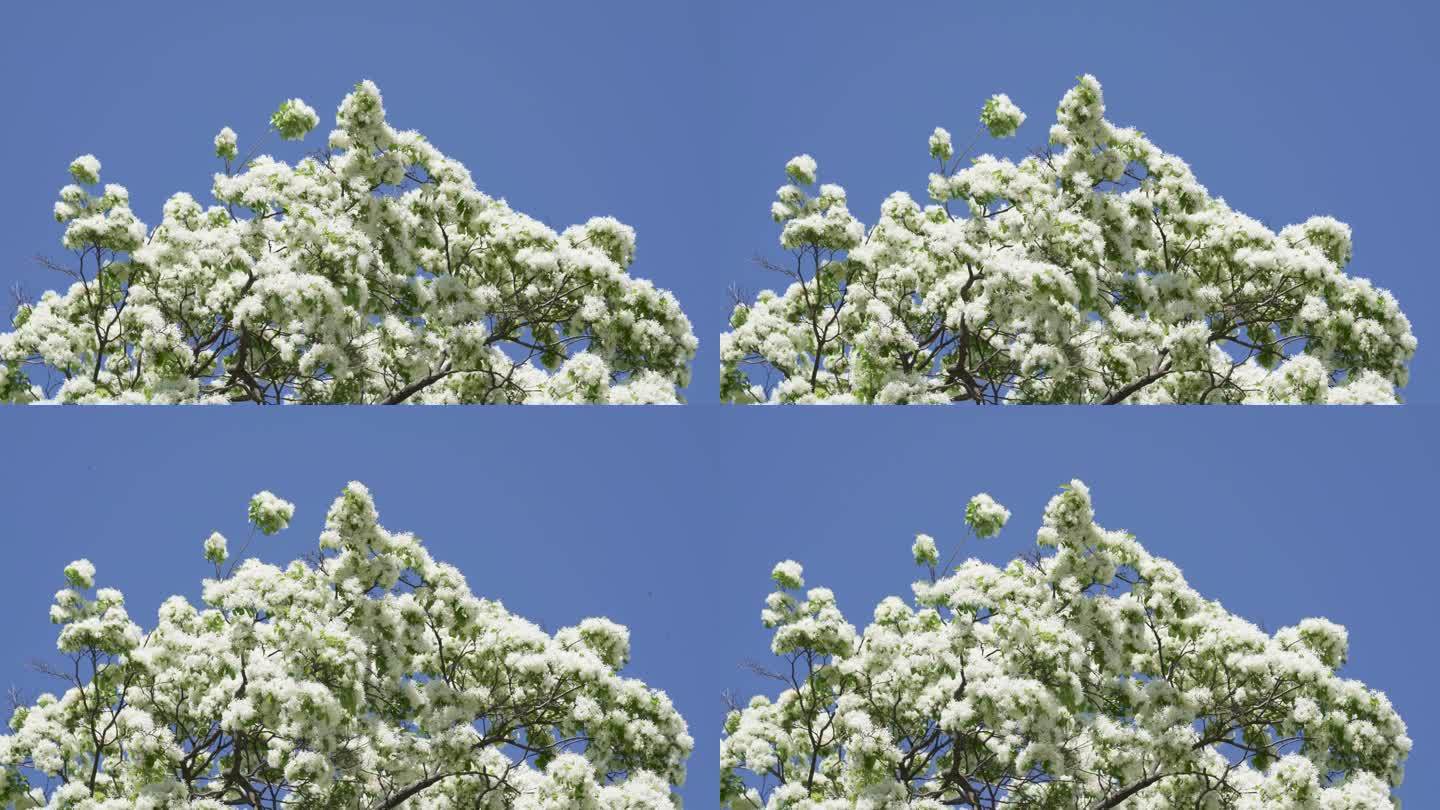 初夏小清新阳光白色流苏花映衬蓝色天空