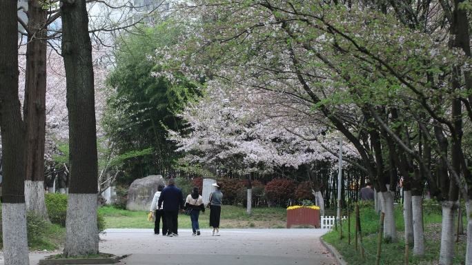 春天大学校园樱花